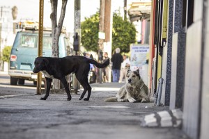 Una lata los perros callejeros